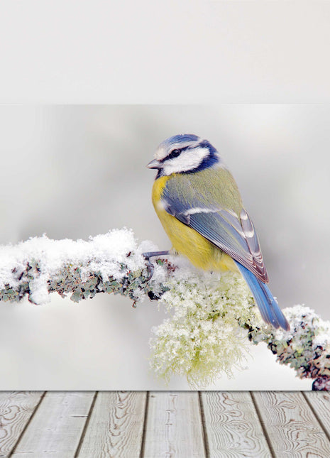 Blue Tit frosty snow covered branch. Winter wildlife image canvas picture print