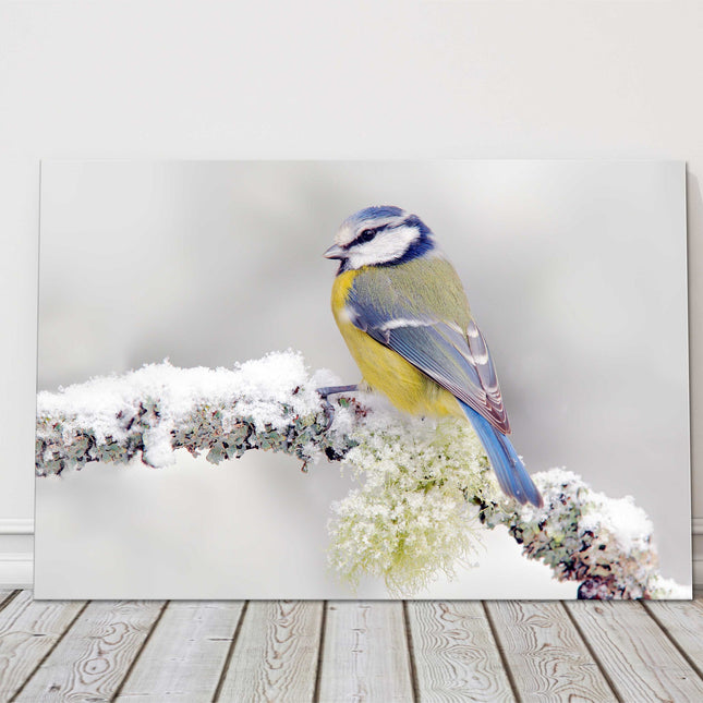 Blue Tit frosty snow covered branch. Winter wildlife image canvas picture print