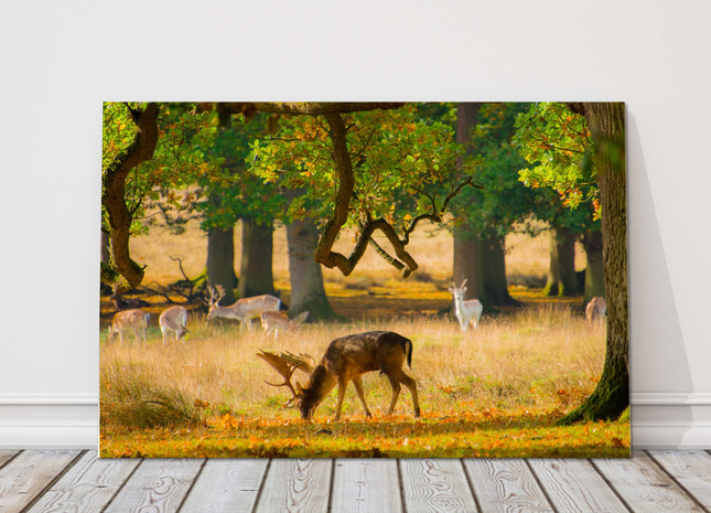 Deer, wildlife in the woodland canvas picture print landscape
