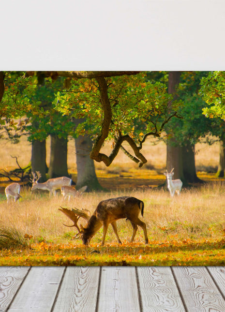 Deer, wildlife in the woodland canvas picture print landscape