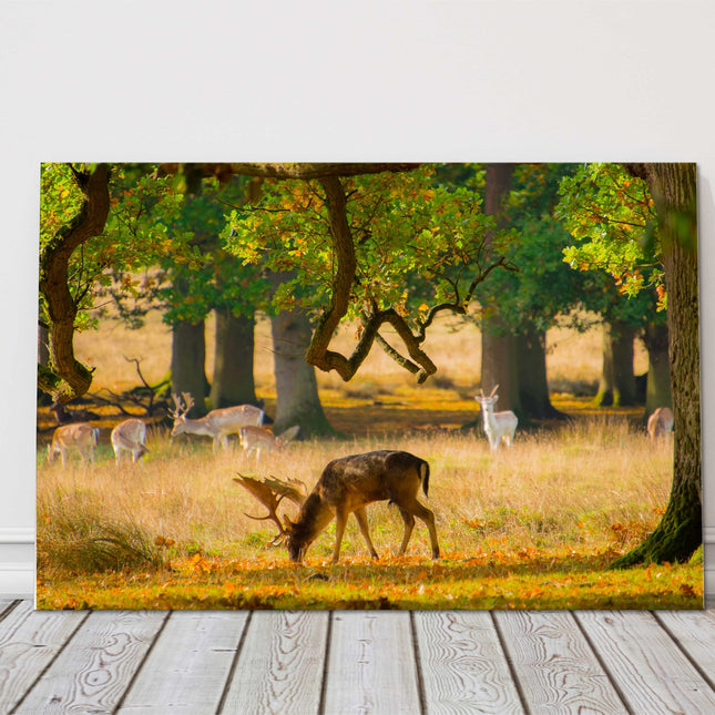 Deer, wildlife in the woodland canvas picture print landscape