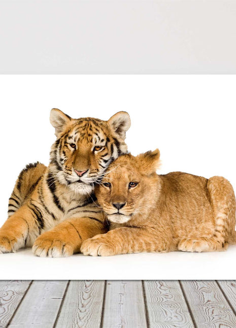 Tiger and Lion cub together on a white background. Big cats. Canvas picture.