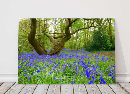 Bluebells in the woods Printed and framed as a canvas picture print