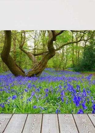 Bluebells in the woods Printed and framed as a canvas picture print
