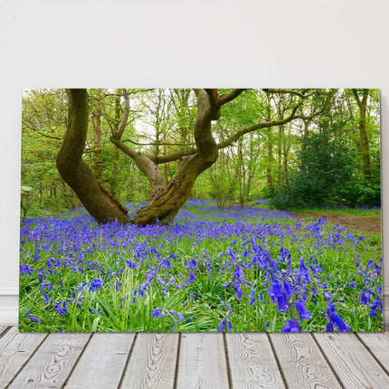 Bluebells in the woods Printed and framed as a canvas picture print