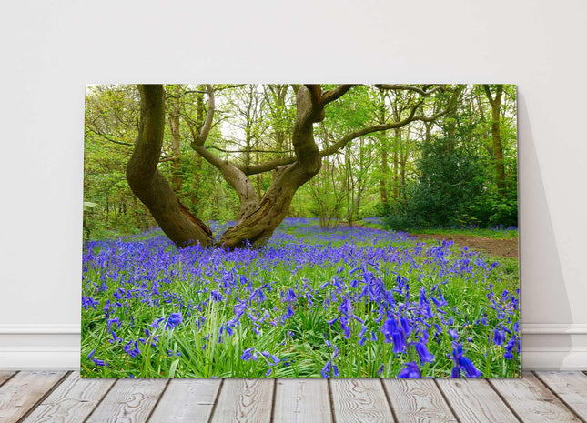 Bluebells in the woods Printed and framed as a canvas picture print