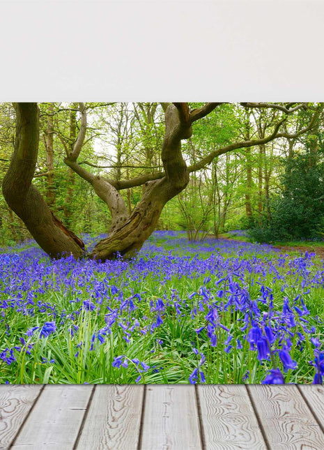 Bluebells in the woods Printed and framed as a canvas picture print