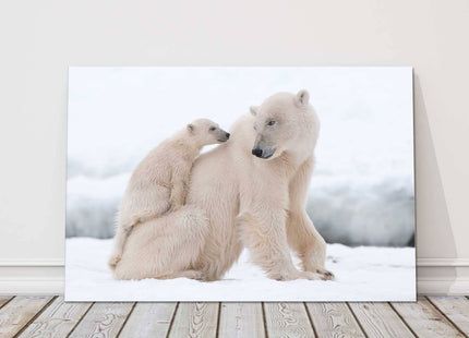 Polar Bears in the snow. Printed and framed as a canvas picture print.