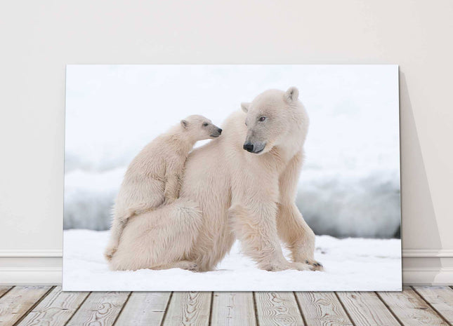 Polar Bears in the snow. Printed and framed as a canvas picture print.