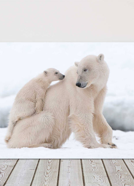 Polar Bears in the snow. Printed and framed as a canvas picture print.
