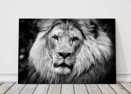 lion in black and white stunning canvas picture print landscape