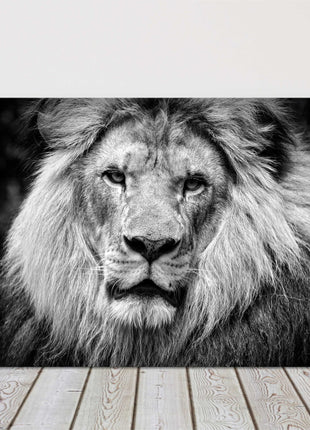 lion in black and white stunning canvas picture print landscape
