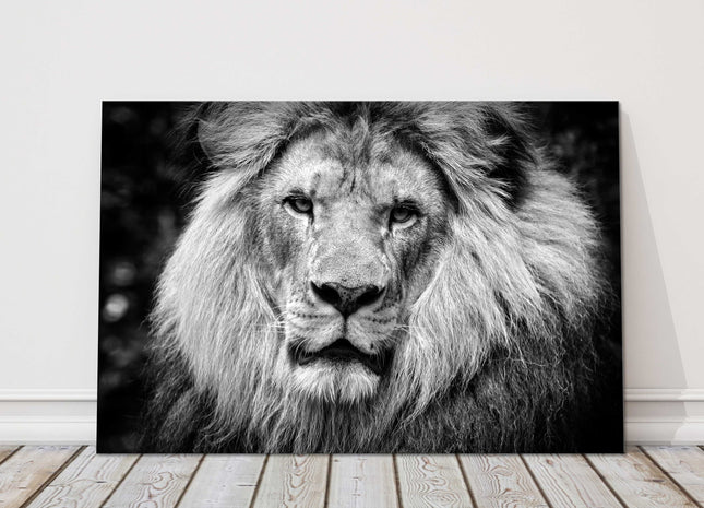 lion in black and white stunning canvas picture print landscape