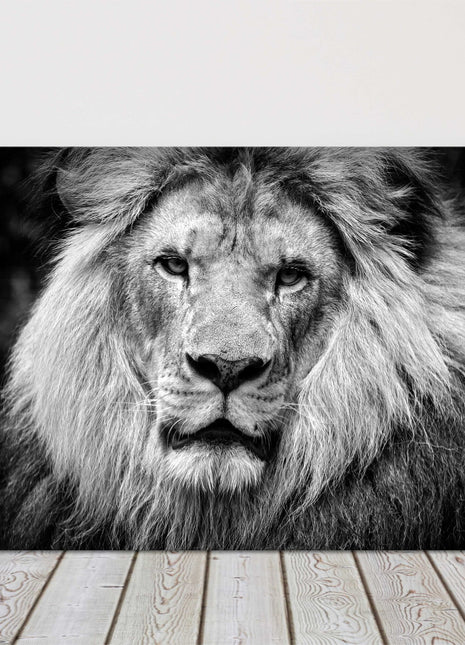 lion in black and white stunning canvas picture print landscape