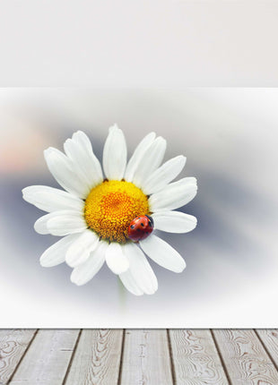 Daisy flower with red ladybird. Canvas picture print. Floral image.
