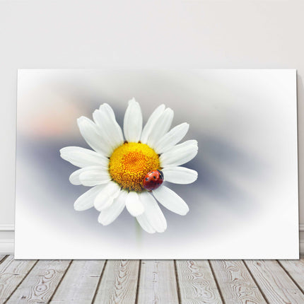 Daisy flower with red ladybird. Canvas picture print. Floral image.