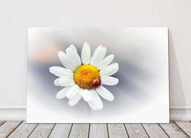 Daisy flower with red ladybird. Canvas picture print. Floral image.