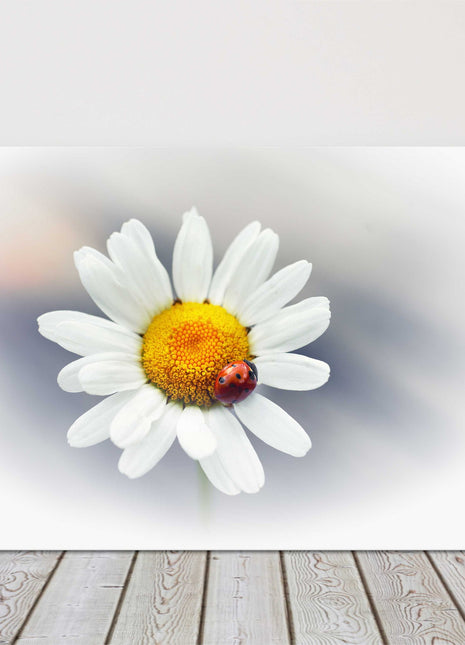 Daisy flower with red ladybird. Canvas picture print. Floral image.
