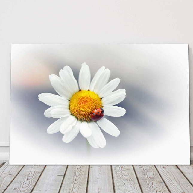 Daisy flower with red ladybird. Canvas picture print. Floral image.