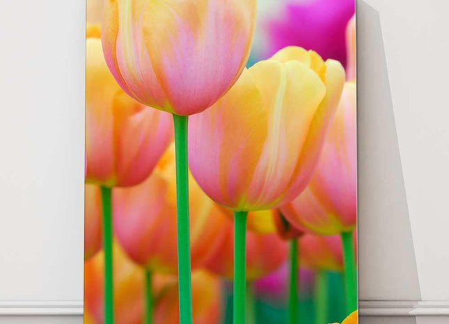 Spring Tulips. Bright flowers close up. Printed and framed as a canvas picture