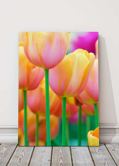 Spring Tulips. Bright flowers close up. Printed and framed as a canvas picture