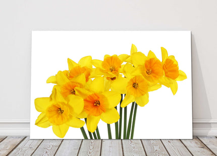 Spring Daffodils, on a white background.bright yellow canvas picture print