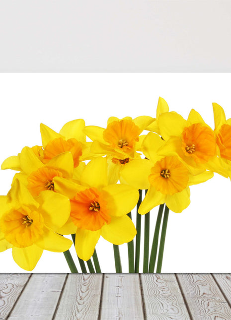 Spring Daffodils, on a white background.bright yellow canvas picture print