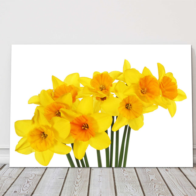 Spring Daffodils, on a white background.bright yellow canvas picture print