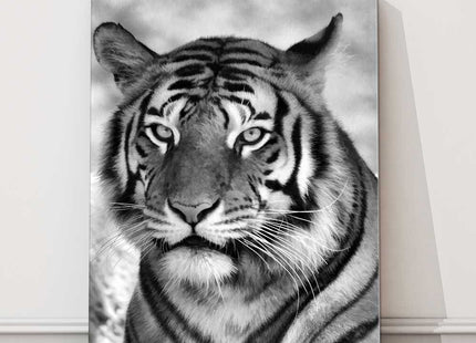 Tiger black and white portrait view big cat. Canvas picture print