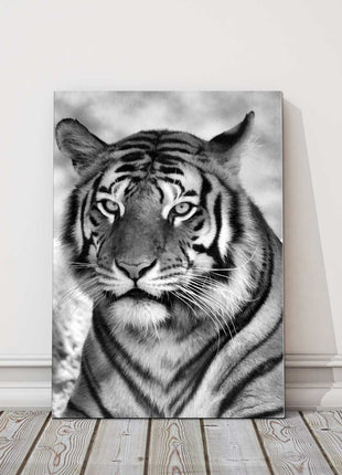 Tiger black and white portrait view big cat. Canvas picture print