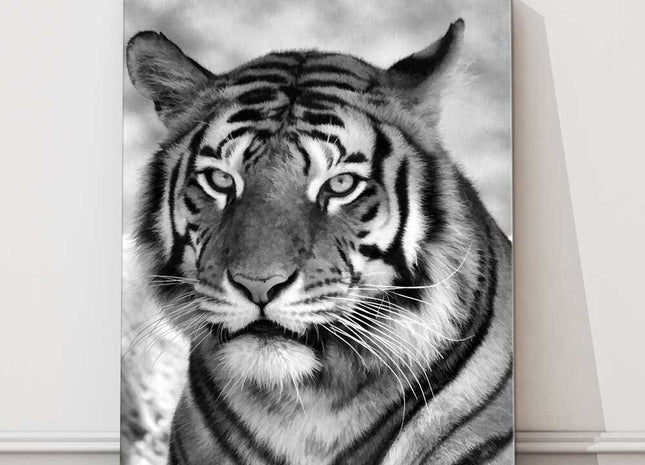 Tiger black and white portrait view big cat. Canvas picture print
