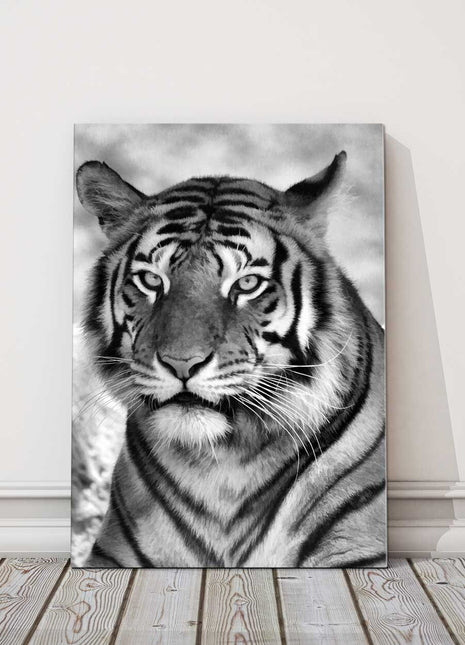Tiger black and white portrait view big cat. Canvas picture print