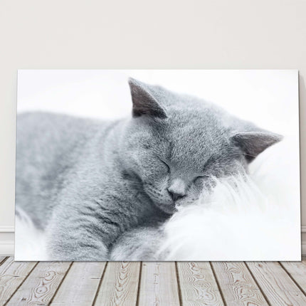sleeping cat grey and white canvas picture print landscape cute