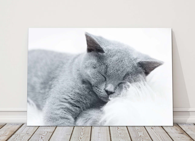 sleeping cat grey and white canvas picture print landscape cute