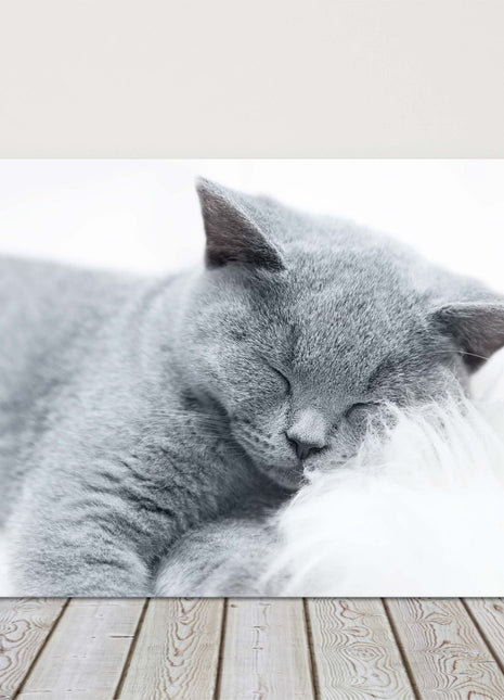 sleeping cat grey and white canvas picture print landscape cute
