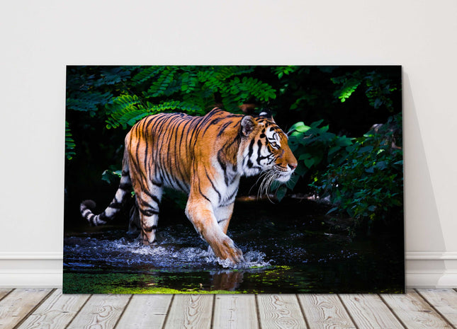 Tiger walking through water in the jungle. Beautiful big cat. Wildlife image. Canvas picture print, landscape.