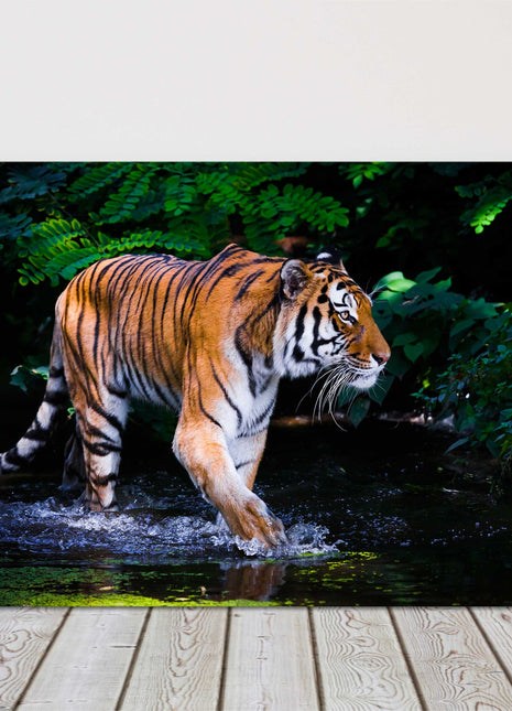 Tiger walking through water in the jungle. Beautiful big cat. Wildlife image. Canvas picture print, landscape.