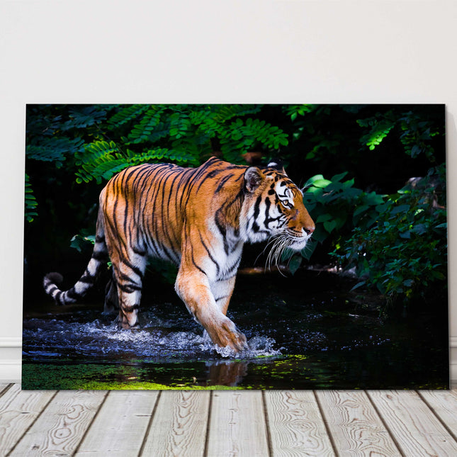 Tiger walking through water in the jungle. Beautiful big cat. Wildlife image. Canvas picture print, landscape.