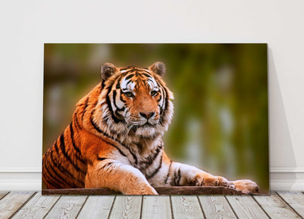Tiger relaxing big cat canvas picture print landscape wildlife
