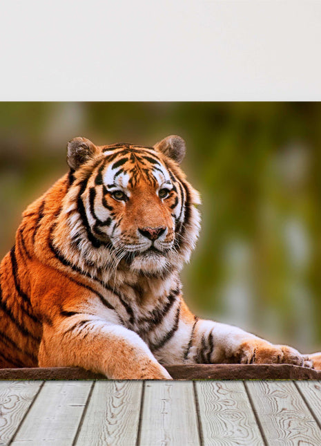 Tiger relaxing big cat canvas picture print landscape wildlife