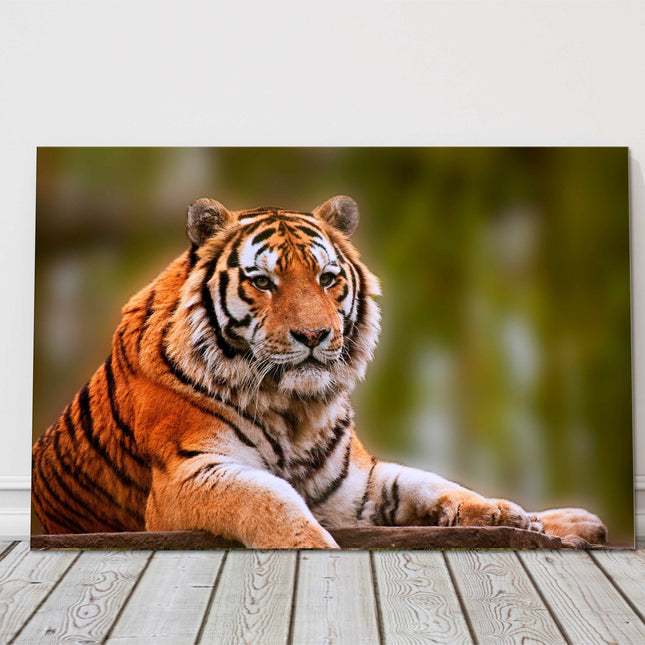 Tiger relaxing big cat canvas picture print landscape wildlife