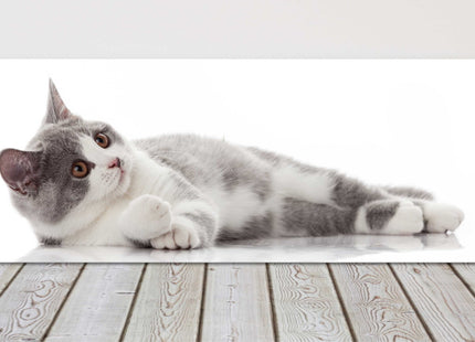 beautiful cat canvas picture print grey and white landscape