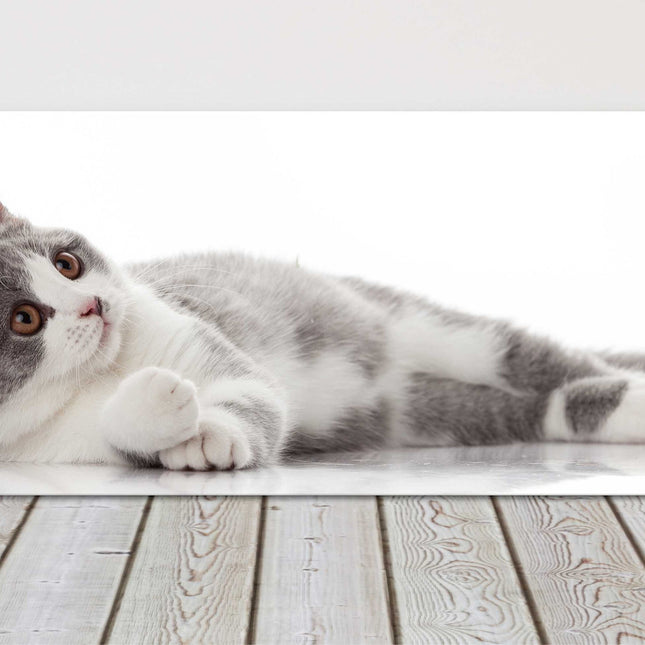 beautiful cat canvas picture print grey and white landscape