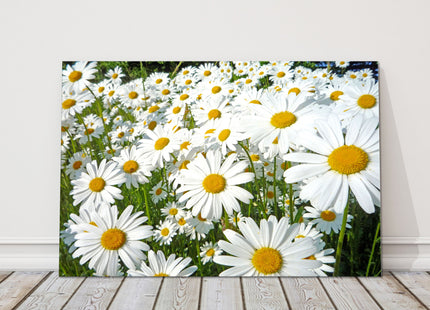 Daisy meadow. Canvas picture print. Lovely floral image. Summer sunshine. Choice of sizes available to order.
