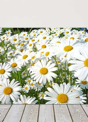 Daisy meadow. Canvas picture print. Lovely floral image. Summer sunshine. Choice of sizes available to order.