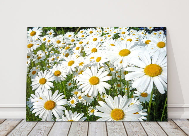 Daisy meadow. Canvas picture print. Lovely floral image. Summer sunshine. Choice of sizes available to order.