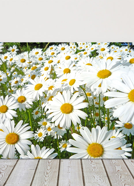 Daisy meadow. Canvas picture print. Lovely floral image. Summer sunshine. Choice of sizes available to order.