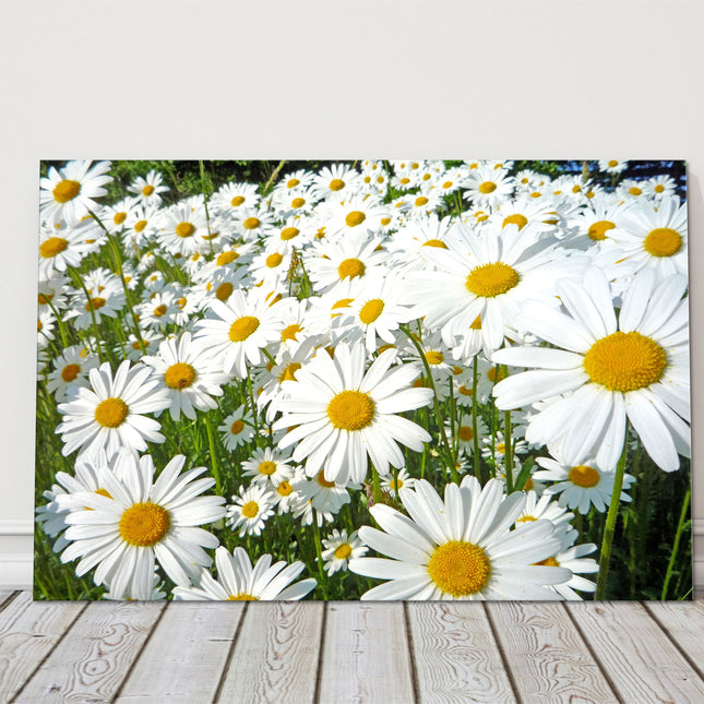 Daisy meadow. Canvas picture print. Lovely floral image. Summer sunshine. Choice of sizes available to order.