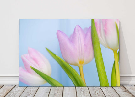 Pink Tulips. Beautiful springtime flowers. Canvas picture print