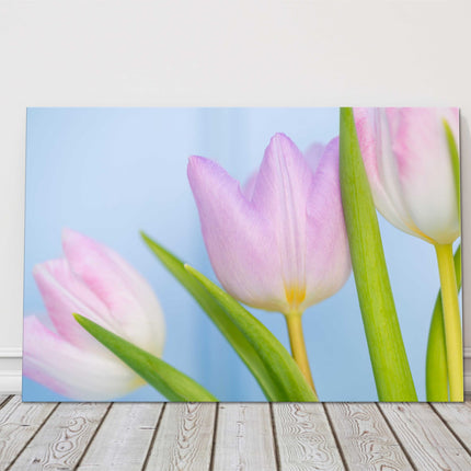 Pink Tulips. Beautiful springtime flowers. Canvas picture print